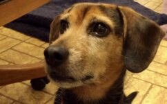 Desensitizing a Dog to High-Pitched Beeps: Part 2 of 2