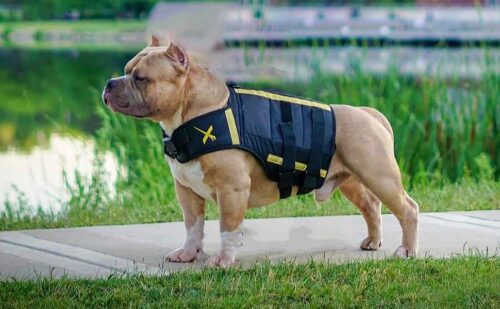 0_ XDOG Weight Vest Harness for Dogs: Build Muscle, Improve Performance, Enhance Endurance, Support Mental Health and Overall Wellness. Provides Warming, Cooling and Weighted Compression
