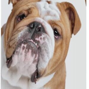 7_Healthy Breeds Bulldog Smelly Dog Baking Soda Shampoo 8