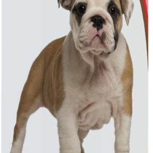 7_Healthy Breeds Bulldog Tearless Puppy Dog Shampoo 16 oz