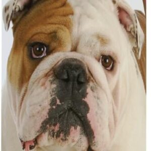 7_Healthy Breeds Bulldog Chamomile Soothing Dog Shampoo 8 oz