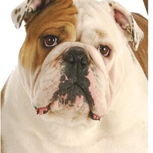 7_Healthy Breeds Bulldog Bright Whitening Shampoo 12 oz