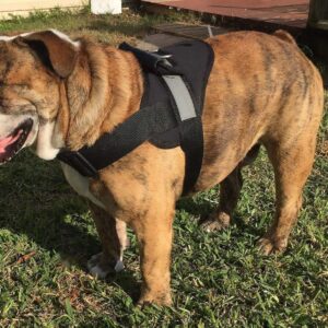 0_HDP Big Dog Soft No Pull Harness Size:Medium Color:Black