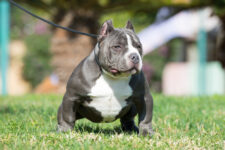 Top 10 Must-Have Accessories for American Bully Owners