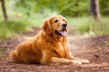 Best Grooming Tools for Golden Retrievers