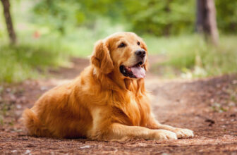 Best Grooming Tools for Golden Retrievers