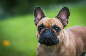 Top 10 Must-Have Accessories for French Bulldog Owners
