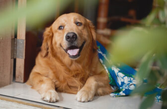 Top 10 Must-Have Accessories for Golden Retriever Owners