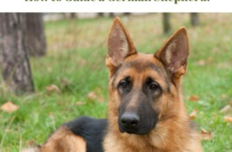 Top 10 Must-Have Items for German Shepherds