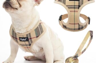 Top 3 Fun and Safe Activities for Your Frenchie: Keep Your French Bulldog Happy and Healthy!