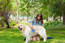 Girl brushing a Golden Retriever using proper grooming tools to maintain a healthy double coat