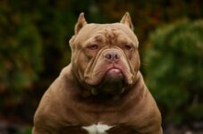 🐾 Best Products for American Bully Dogs (Toys, Beds, Gear & Essentials)
