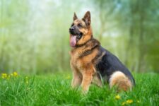 🐾 Best Products for German Shepherds (Toys, Training Gear, Beds & Essentials)