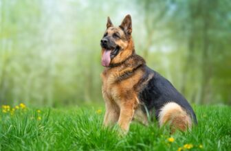 🐾 Best Products for German Shepherds (Toys, Training Gear, Beds & Essentials)