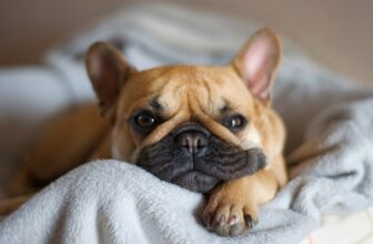 🧠 Best Dog Toys for Bored Dogs (2026 Buyer’s Guide)