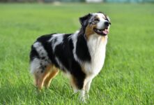 20 Best Foods for Australian Shepherds with Allergies