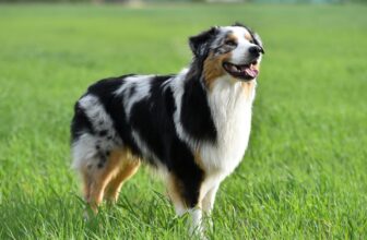 20 Best Foods for Australian Shepherds with Allergies