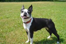 20 Best Foods for Boston Terriers with Allergies