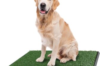 Best Products for Apartment Dogs (2026 Buyer’s Guide)