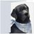 Koko Paper Co Pack of 20 Labrador Retriever Folded Note Cards with Pale Blue Envelopes – Blank Inside Lab Dog Lover Stationery, Soft Watercolor Dog Greeting Card. Made in the USA (Black Labrador)