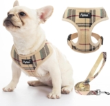 Top 3 Fun and Safe Activities for Your Frenchie: Keep Your French Bulldog Happy and Healthy!