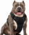 1_Dog Harness No Pull with 2 Leash Clips, Adjustable Soft Padded, Reflective Oxford No Choke Pet Vest with Easy Control Handle
