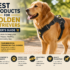 Summer Essentials for Dogs: Splash Pads, Cooling Gear, Lifejackets, and More
