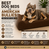 Best Dog Beds for American Bullies (2026 Buyer’s Guide)