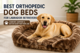 Best Orthopedic Dog Beds for Labrador Retrievers (2026 Review)