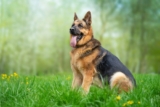 🐾 Best Products for German Shepherds (Toys, Training Gear, Beds & Essentials)