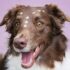 Best Orthopedic Dog Beds for Labrador Retrievers (2026 Review)