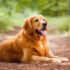 Top 10 Must-Have Accessories for Golden Retriever Owners