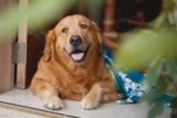 Top 10 Must-Have Accessories for Golden Retriever Owners